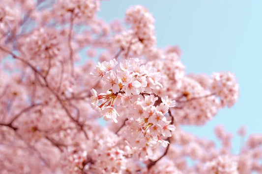 50 Journal Prompts for Spring